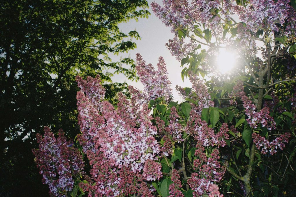 Lilacs